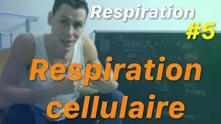 WIM HOF, BUTEYKO, YOGA TOUMO: la respiration cellulaire