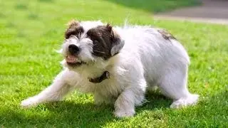 Aggression Tutorial: Aggressive Behavior in Dogs