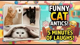The WILDEST Cat Moments on Reddit😂