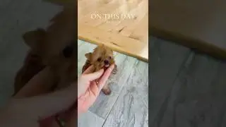 Tiny teacup yorkie puppy #run #play #yorkies #blonde #baby #puppies #happy