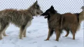 Beau, the Berger Picard & Thika, the Belgian Tervuren