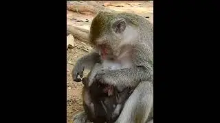 013_Funny Monkey Break Heart When See Baby Hurt, Why Bad Mum Fight Baby Monkey Cry Very Loudly