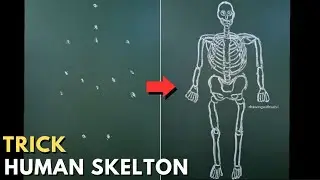 how to draw human skeleton | skeleton diagram | skeleton system of human body |skeleton drawing easy