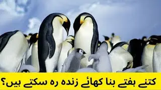 Dunya ka sab sy bara penguin | Mystery | Triflows