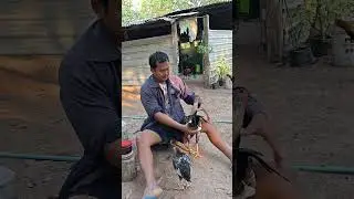ไก่พม่าหนุ่มๆแบงครับ