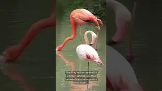 Top 10 surprising facts about flamingos. #flamingo #wildlife #animals #tropicalbirds #flamingos