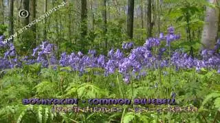 boshyacint - common bluebell - Hyacinthoides non-scripta