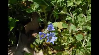 Time-Lapse: Gentiana zollingeri Bloom