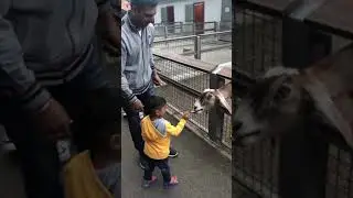 baby enjoying alot goat feeding at zoo😊 #toddler #njzoo #summer2018