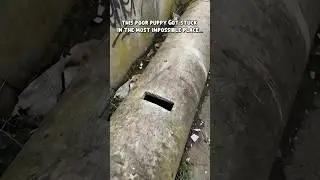 Impossible Dog Rescue | Puppy Stuck in a Concrete Sewer Pipe 😱 #cat