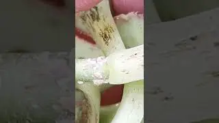 The Ugly Truth Behind Houseplants | These Sap-Suckers!