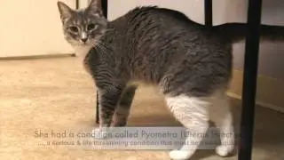 Protectors of Animals - Cats