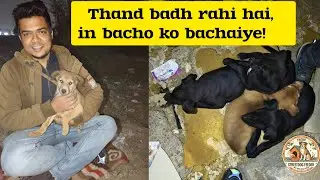 Ahmedabad ki thand aur in bezubaano ki takleef 🥺 | Street Dog Feeding 