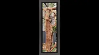 The World's First Koala Hospital