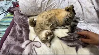Cat Magic🐈Surviving the Garage: Jessica&rsquo;s 2-Week Milestone. ガレージ生活を生き抜く: ジェシカの2週間の節目