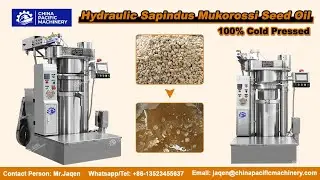 100% Cold Pressed Hydraulic Sapindus Mukorossi Seed Oil Press|Sapindus Mukorossi Seed Oil Expeller