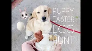 Doing an Easter Egg Hunt for My Dog! | Vlog 4.17.19