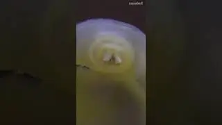 Bumblebee Horn Snail