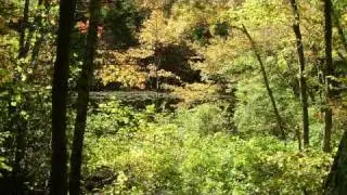 The Five Mile River Foliage Walk by Walt Barrett