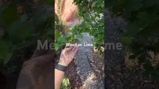 Mexican lime tree update! #fruit #trees #arizona #diy #garden #plants