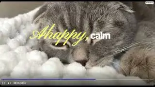 Why Do Cats Keep Scrubbing the Sofa? 🐱 Hidden Reasons Every Cat Owner Should Know! || Petologywisdom