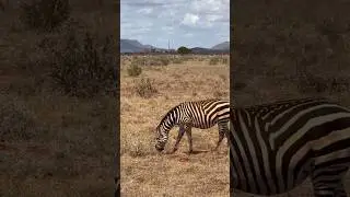 Amazing Facts About Zebras 🦓 | Short Documentary