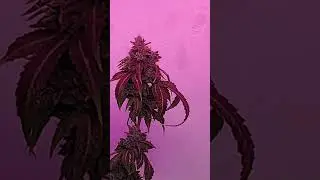 Jealousy x purple lemonade..... Music produced by me.. start of week 10.