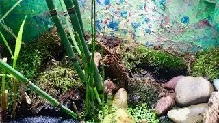 Kleiner Prinz - Jungfrosch auf Futtersuche
