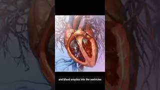 CONDUCTION SYSTEM OF HEART #cardiology #HeartConductionSystem #3danimation
