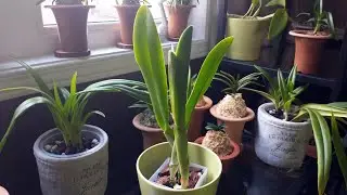 Rhyncholaelia digbyana #CareCollab