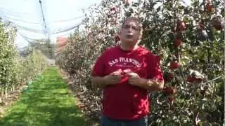 Redlove Calypso - rotfleischiger Apfel