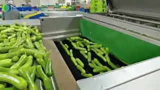 Cucumber washing and sorting machine; Cucumber Grading machine; Cucumber sorting machine