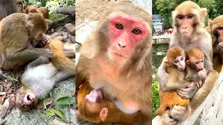 How to breastfeed a monkey - KOCA MONKEY