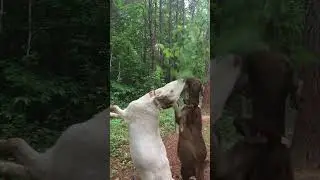 It's The Goat Limbo Contest! How Low Can You Go! | TOO FUNNY!!