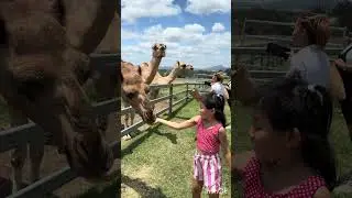 Camel feeding - #kids #feeding #camel #animals #farming #australia #eat  #travel #family #australia