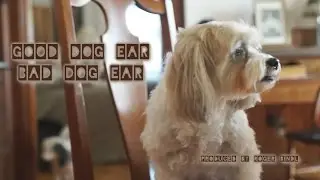 Good Dog Ear, Bad Dog Ear