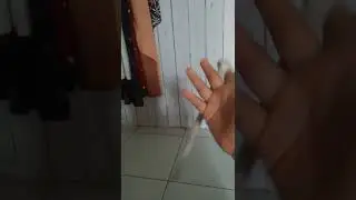 totorial memutar kayu