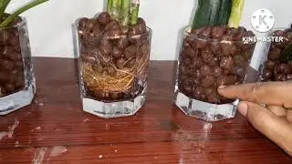 Indoor plant लगाये Leca | clay ball मैं कैसे लगाये | Leca ball | Ujjwala's creativity | Gardening in