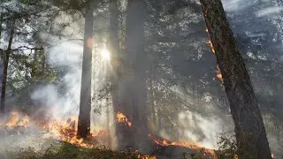 Prescribed fire in Sonoma County Regional Parks