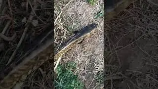 Snake head fish in  #shortsfeed #fishing #murrel #fish #snakeheadmurrel #aleem69