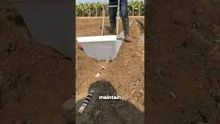 Вырастите сахарный тростник из остатков в своем саду!