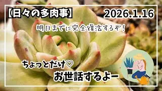 今日も多肉事をやっていくー！