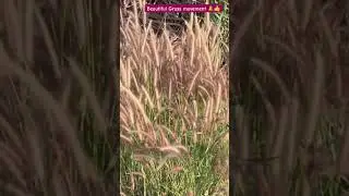 When the Wind Has Mood Swings&rdquo; #nature #planting ,#grass ,#grasstrack ,#grassmovements, #NatureBroos