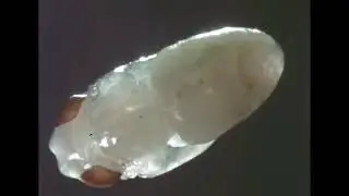 Coronet Instructional Films: Fruit Flies - An Inquiry into Behavior. 1972