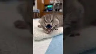 &ldquo;Meet the One-Eyed Wonder Cat 👁️🐱 #Shorts&rdquo;