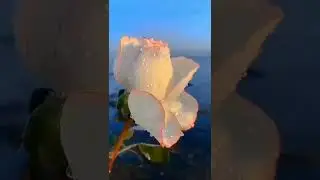 Eid Mubarak #shorts #short #shortvideo #status #whatsappstatus #reels #trending #eid #trending
