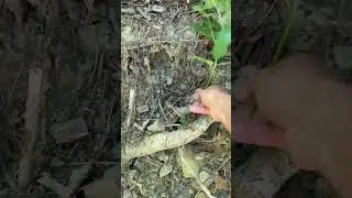 Identifying Trees and Sassafras Tea