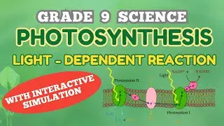 PHOTOSYNTHESIS: LIGHT DEPENDENT REACTION || CYCLIC & NON-CYCLIC REACTION | Grade 9 Science _ BIOLOGY