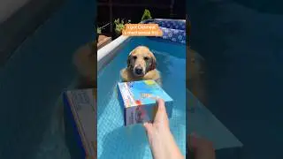 Everyone please welcome Swim Shady to pool time #PoolTime #SwimmingDog #FishToy
