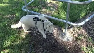 Walking around the dog park area with Husky